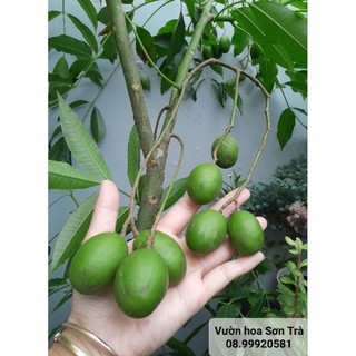 (VHST giao trong ngày) CÂY CÓC THÁI đang hoa/trái.