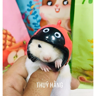 Mũ bảo hiểm hamster - nón bảo hiểm, nón bảo vệ đầu