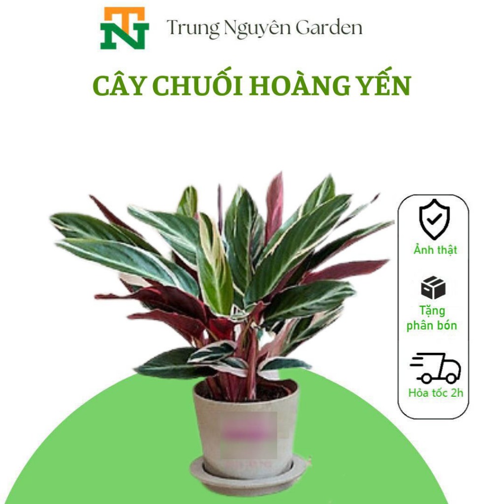 Cây chuối Hoàng Yến, hồng quân tử dễ trồng dễ chăm sóc