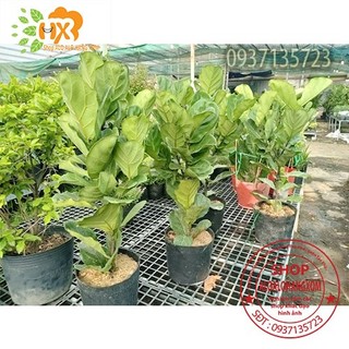 CÂY BÀNG SINGAPORE MINI  CAO TỪ 25-45 cm