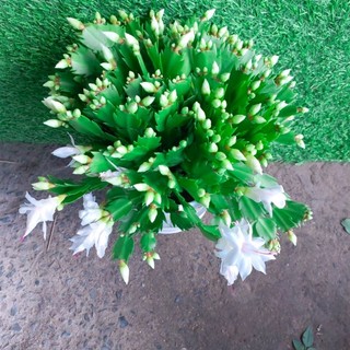 Chậu Hoa Quỳnh Trắng