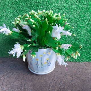 Chậu Hoa Quỳnh Trắng