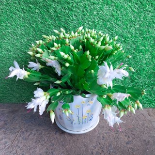 Chậu Hoa Quỳnh Trắng