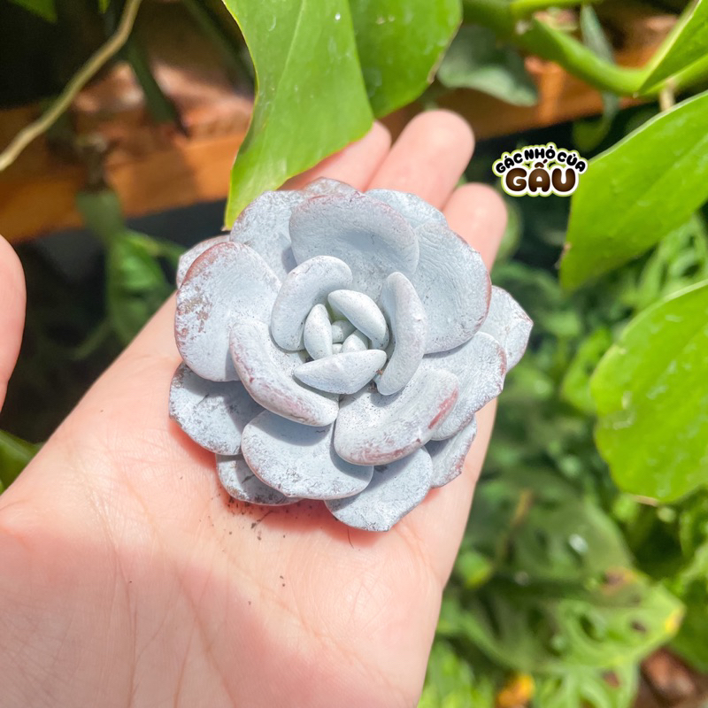 Sen đá Laui size 4-5cm