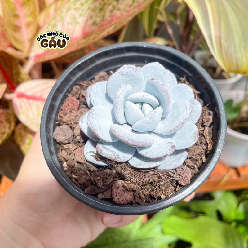 Sen đá Laui size 4-5cm