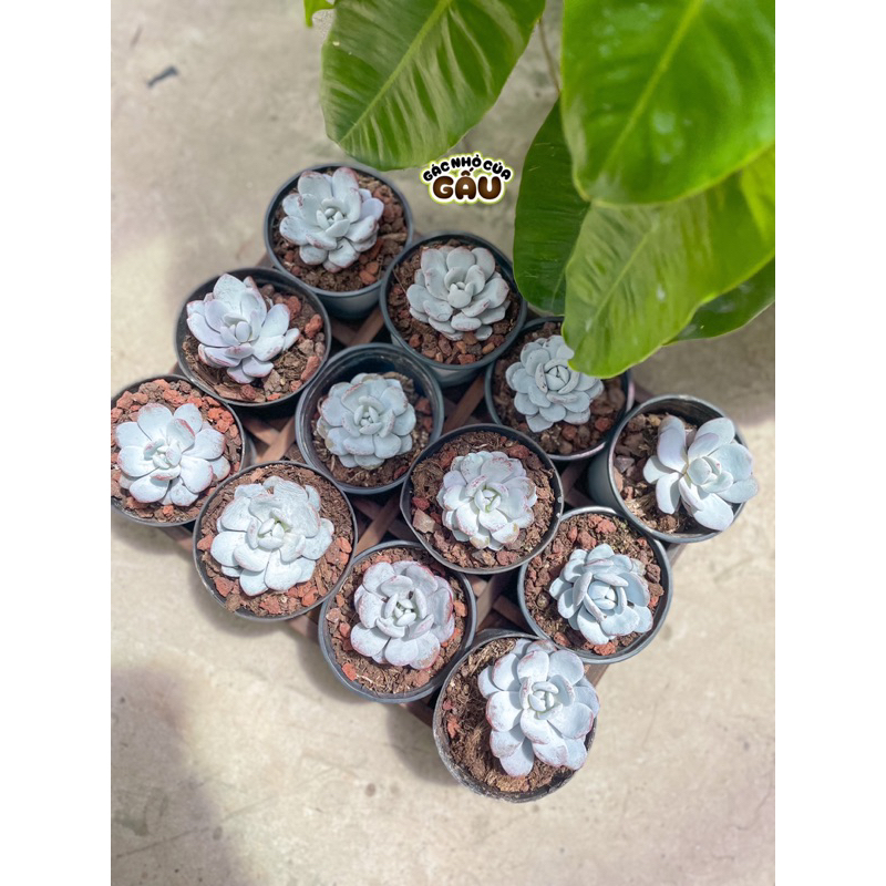 Sen đá Laui size 4-5cm