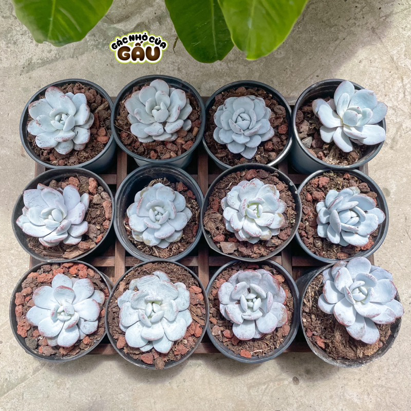 Sen đá Laui size 4-5cm