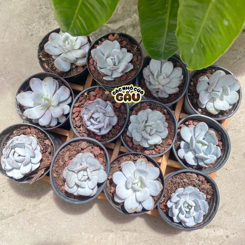 Sen đá Laui size 4-5cm