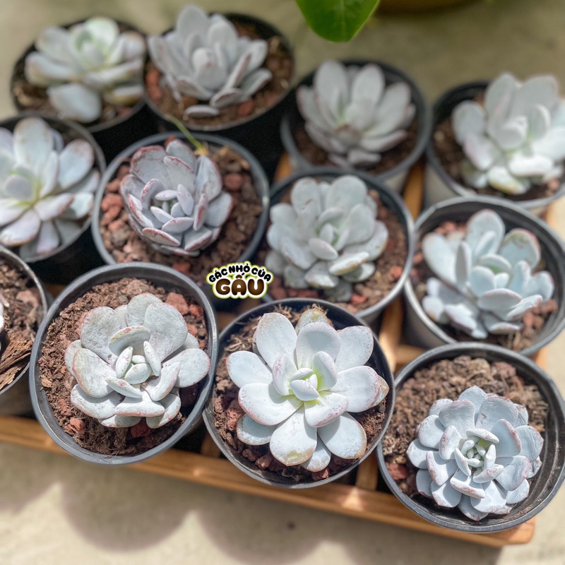 Sen đá Laui size 4-5cm