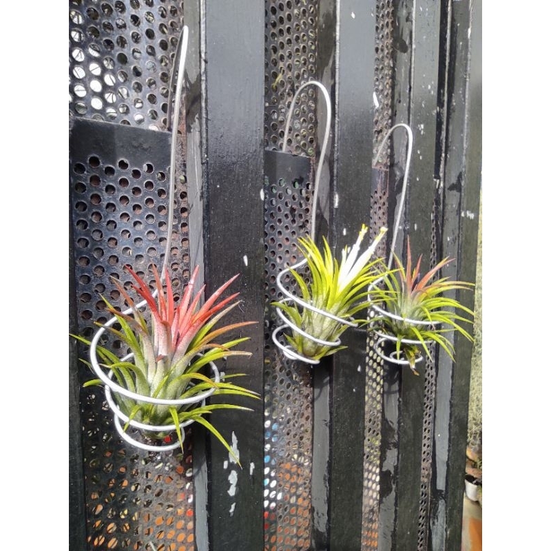 Móc treo cây không khí,trồng cây không khí,phụ kiện trang trí