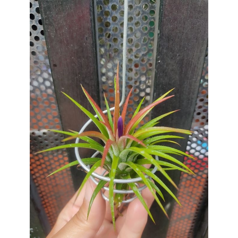 Móc treo cây không khí,trồng cây không khí,phụ kiện trang trí