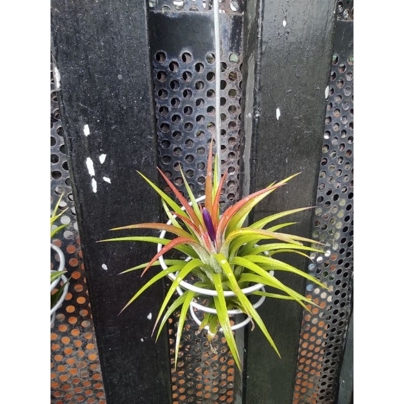 Móc treo cây không khí,trồng cây không khí,phụ kiện trang trí