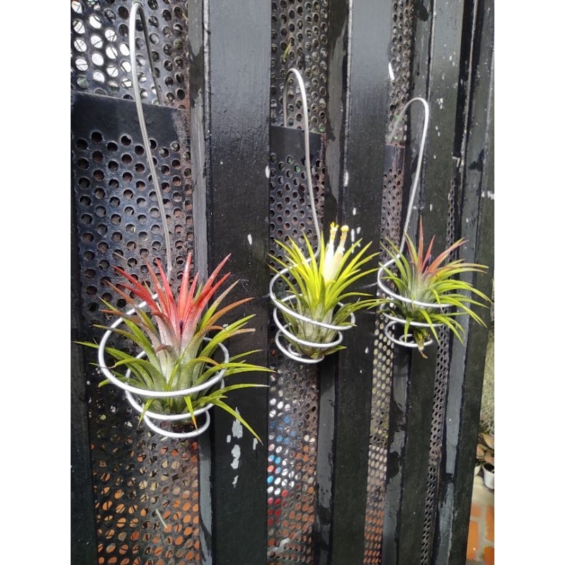 Móc treo cây không khí,trồng cây không khí,phụ kiện trang trí