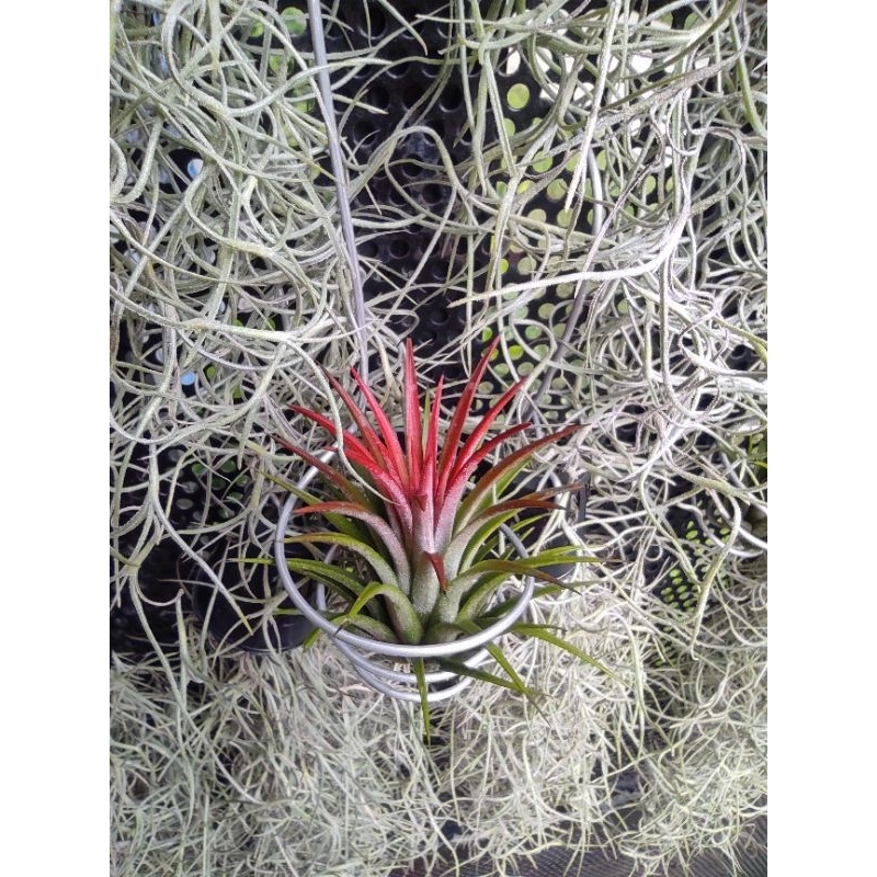 Móc treo cây không khí,trồng cây không khí,phụ kiện trang trí