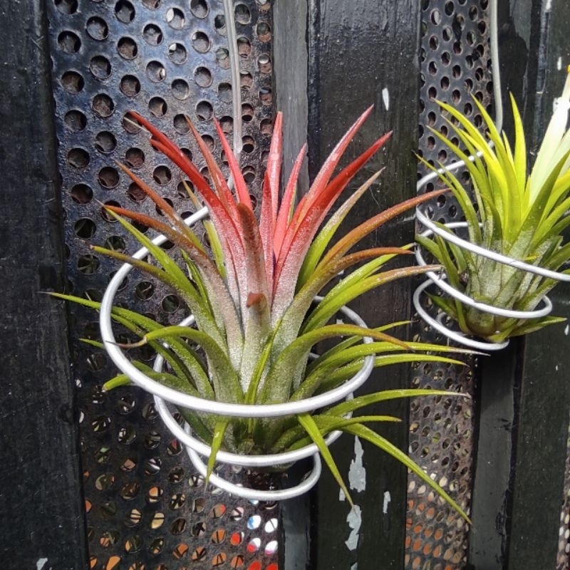 Móc treo cây không khí,trồng cây không khí,phụ kiện trang trí