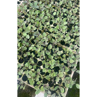 Combo Cây giống vỉ cải kale xoăn xanh, cải kale xoăn tím