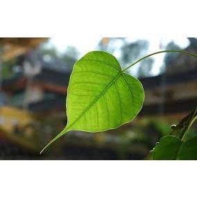 cây giống cây bồ đề ( đề đỏ)
