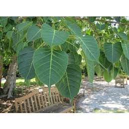 cây giống cây bồ đề ( đề đỏ)