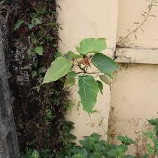cây giống cây bồ đề ( đề đỏ)