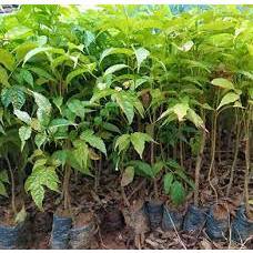 Cây giống gỗ đinh hương