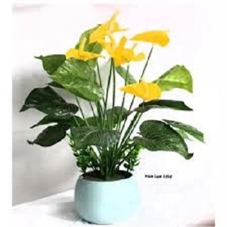 Bầu cây giống hoa hồng môn đủ màu
