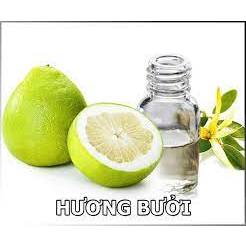 Hương Bưởi Chuyên Cho Dầu Gội