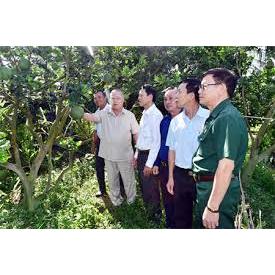 Hương Bưởi Chuyên Cho Dầu Gội