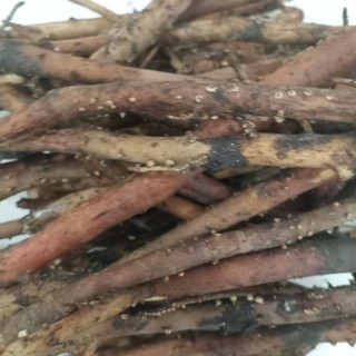 rễ dừa tươi dừa ta