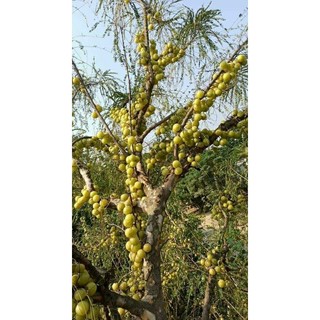 Me rừng tươi Tây Bắc loại 1