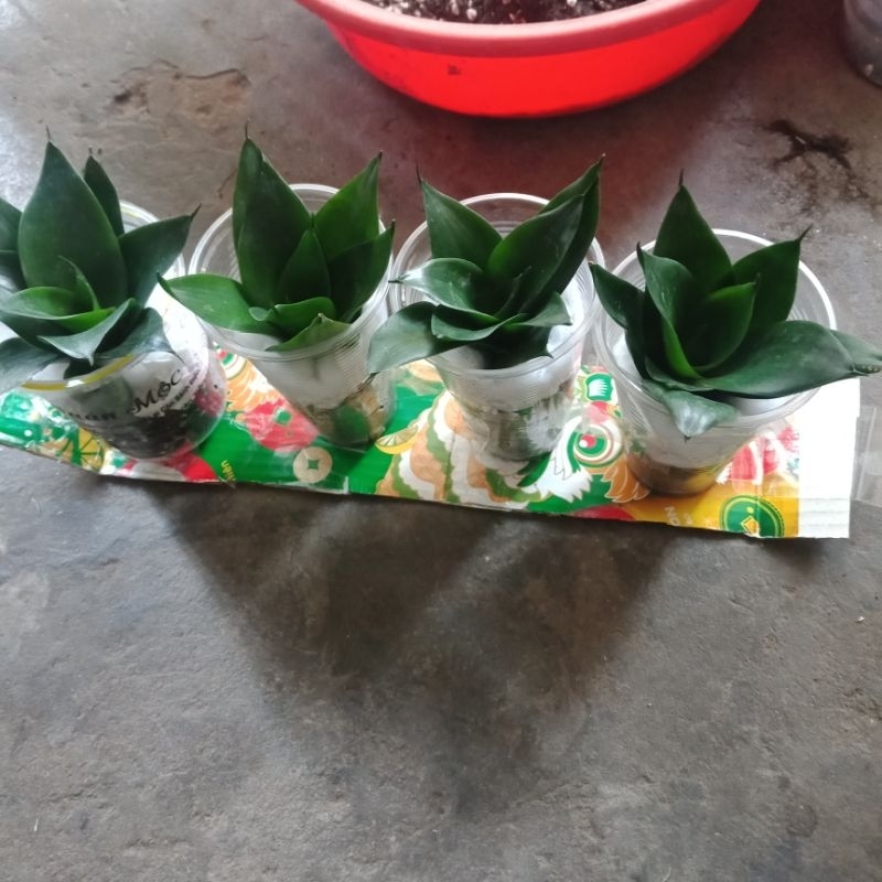 Một cây con lưỡi hổ XANH Thái lùn  • Cây cảnh • Dễ trồng