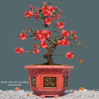 khuôn đúc chậu lục giác 38 (khuôn chậu ABS có lòng trong)