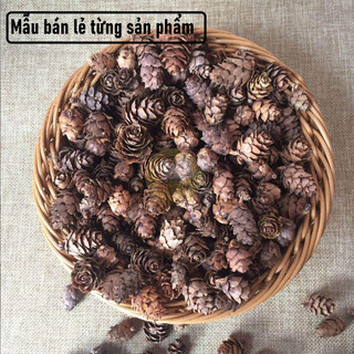 Quả thông tự nhiên cỡ nhỏ trang trí tiểu cảnh, DIY
