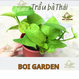 Chậu cây giống Trầu Bà Thái
