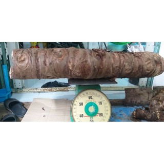 Củ bạc hà núi - Cây ráy voi 5kg
