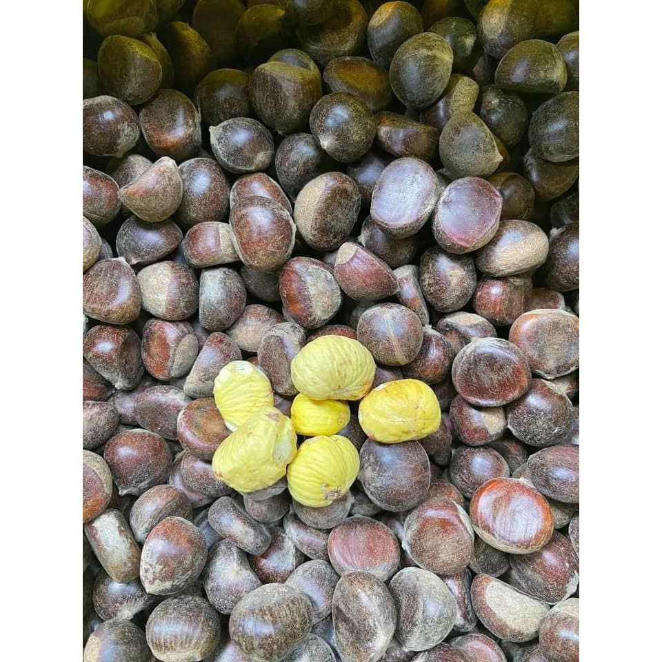 Hạt Dẻ Tươi ruột vàng, 1kg hạt loại 1, ngon chắc mẩy