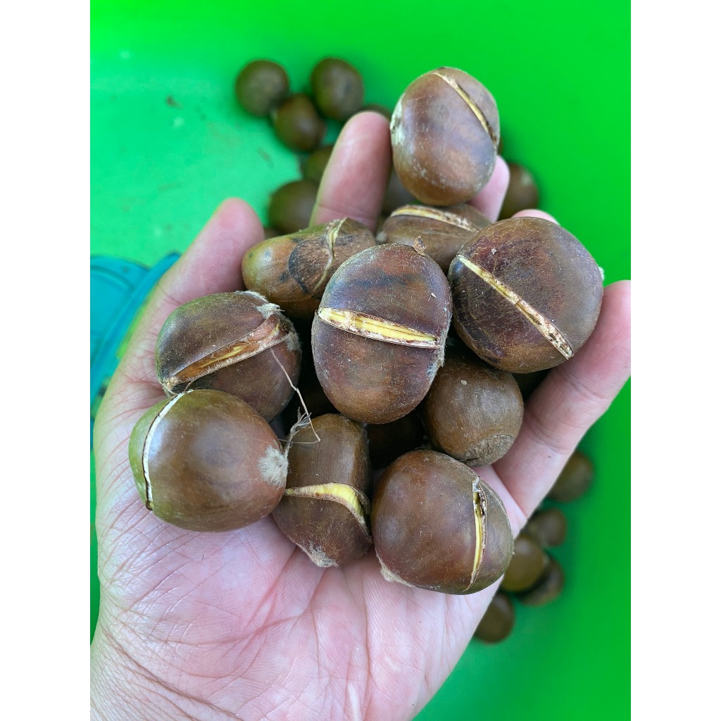 Hạt Dẻ Tươi ruột vàng, 1kg hạt loại 1, ngon chắc mẩy