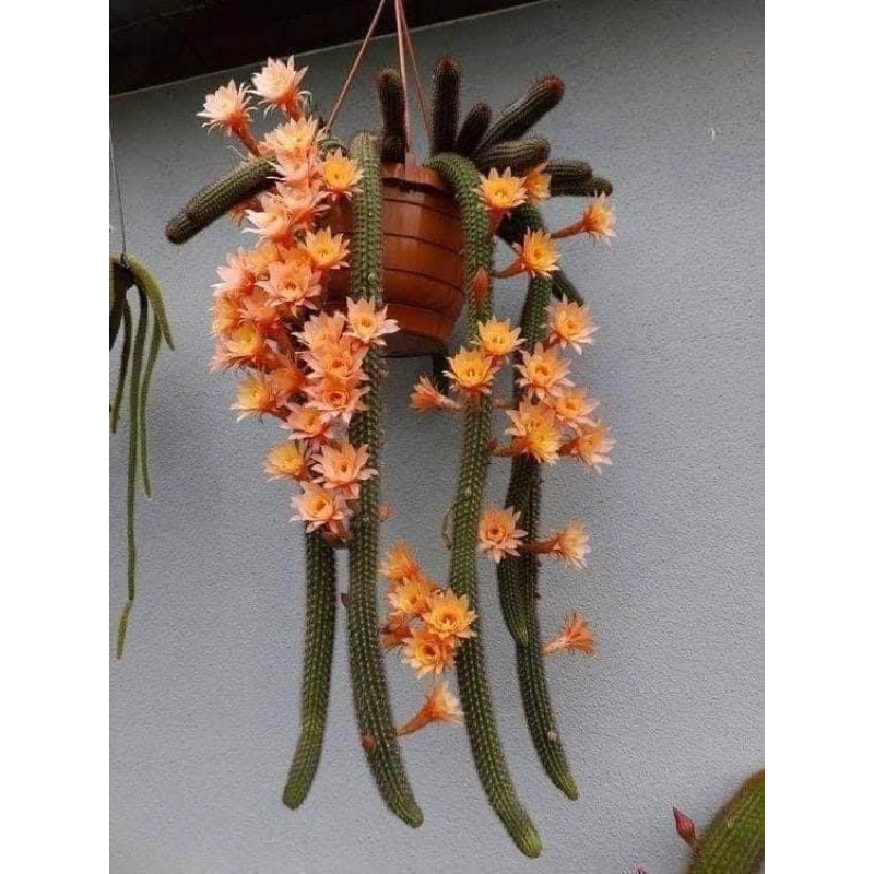 xương rồng đuôi chồn hoa vàng cam (giống mới) cây dài trên 20cm