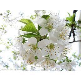 CÂY GIỐNG MƠ