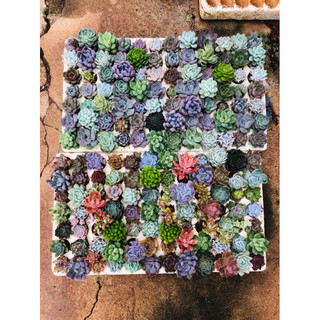 Sen đá vỉ size mini