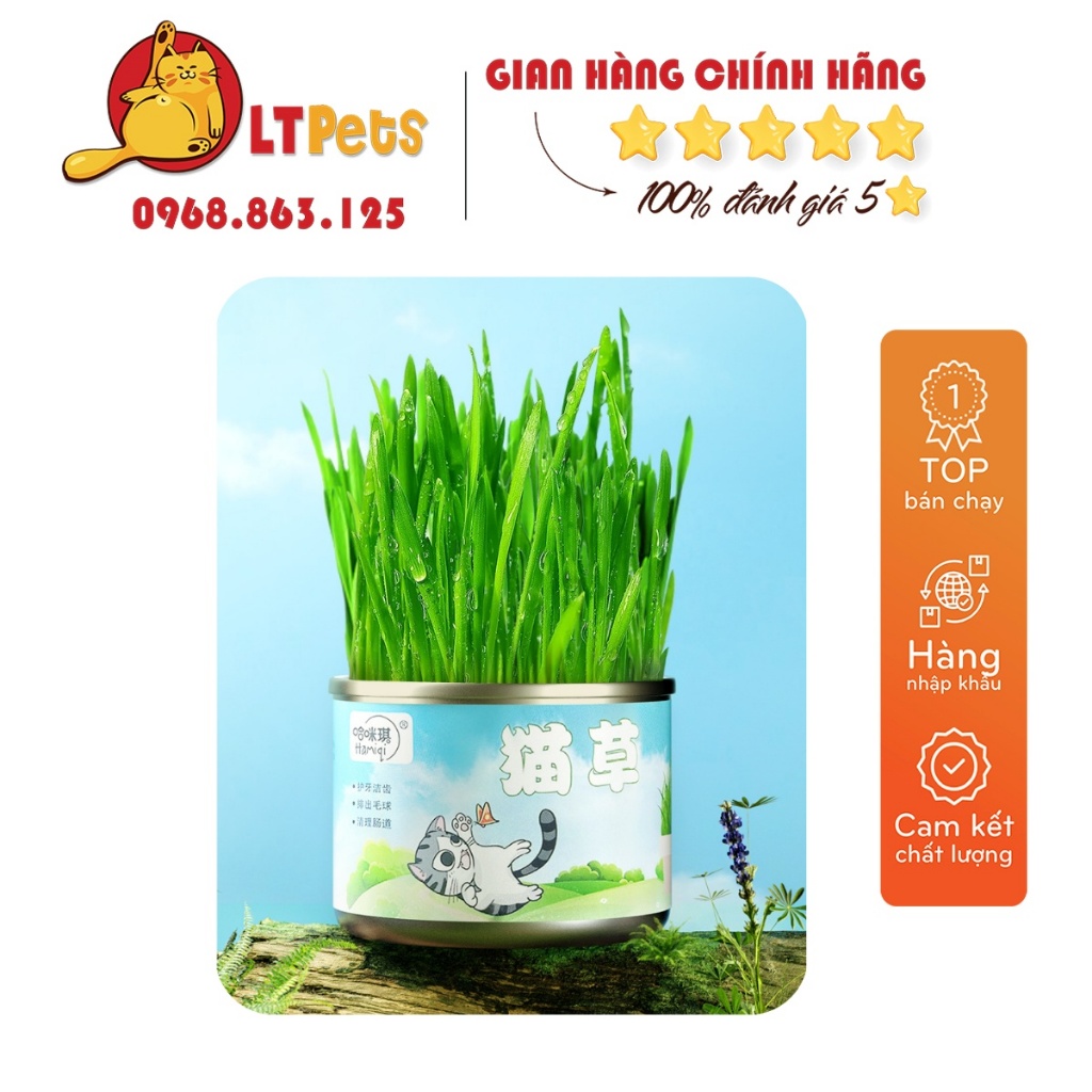 Hạt giống cỏ mèo trà sữa gồm cỏ- đất-dụng cụ siêu cuteee