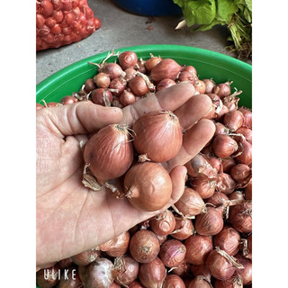 1Kg Hành khô 1 nhánh/ hành khô cô đơn thơm ngon chọn lọc