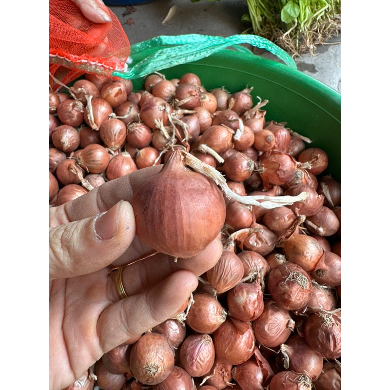 1Kg Hành khô 1 nhánh, hành khô cô đơn thơm ngon loại chọn lọc