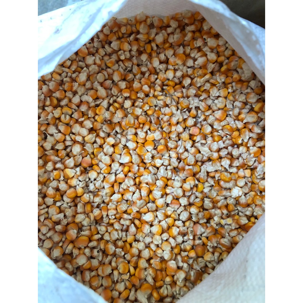 BẮP HẠT VÀNG KHÔ