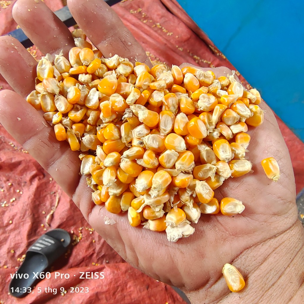 BẮP HẠT VÀNG KHÔ