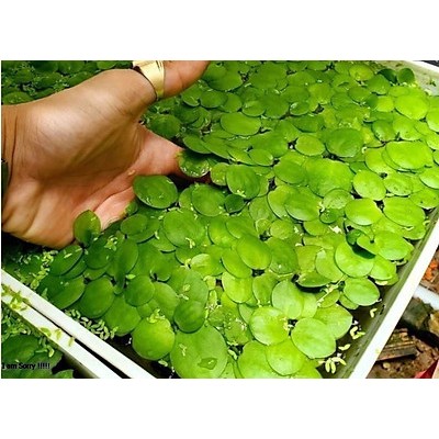 10 cây bèo nhật, trang trí hồ cá