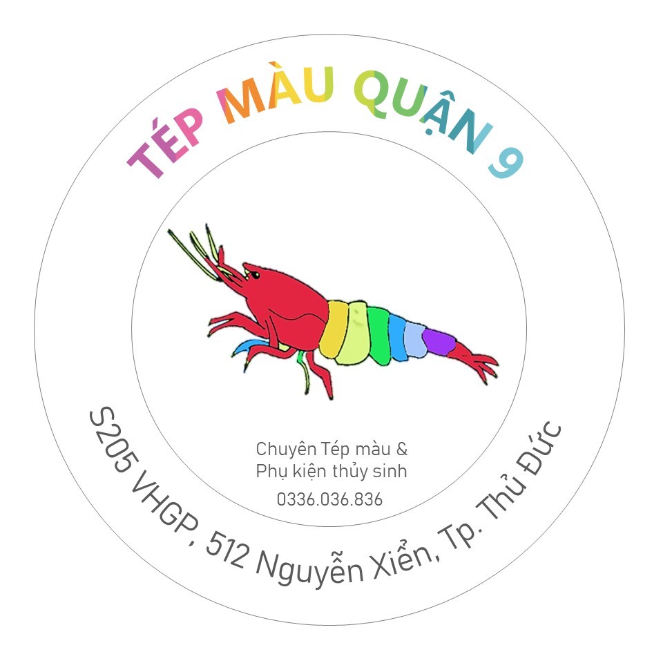 10 cây bèo nhật, trang trí hồ cá