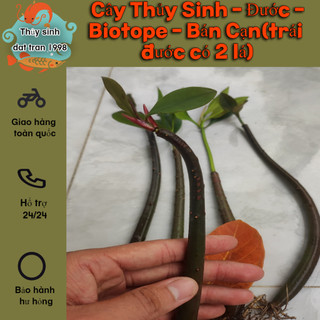 Thủy Sinh - Cây Thủy Sinh - Đước - Biotope - Bán Cạn(trái đước có 2 lá)