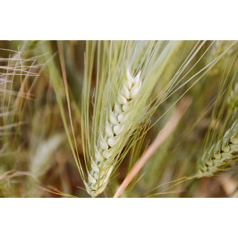 Phim KONO! Color ISO 400 Tách Hộp, Màu Color, 135/35mm x 36 Kiểu, In Date Cho Máy Chụp Ảnh Film - LIIQ Flash