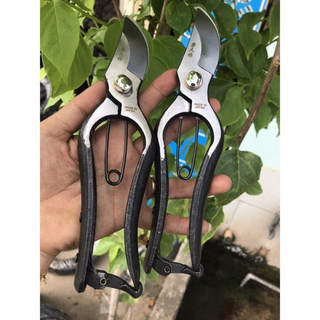Kéo cắt tỉa cành bonsai hàng bãi liền khối của Nhật