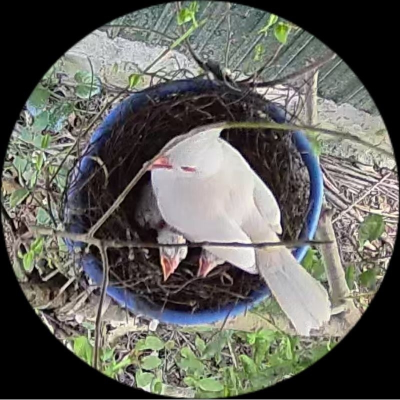 Cám Trộn Hoa Quả cao cấp Dành cho chim bố mẹ